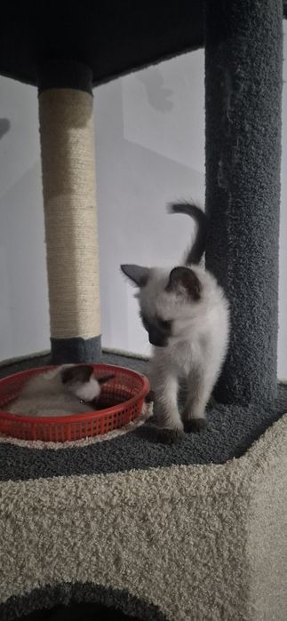 Мушукчалар сотилади