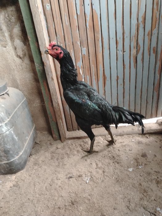 Дакан джужа 10 месяца