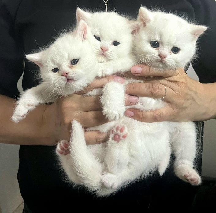 Pisica british shorthair alba cu pedigree