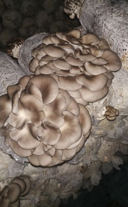 Семена Грибов Вешинки Уруг Замбуриг КА 17.