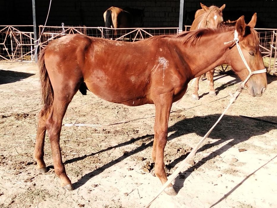 Сатылатын еркек тай бар