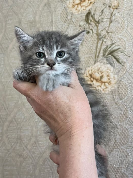 Отдам веслоухих  котят