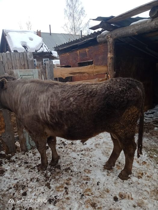 Продам быка 2-года