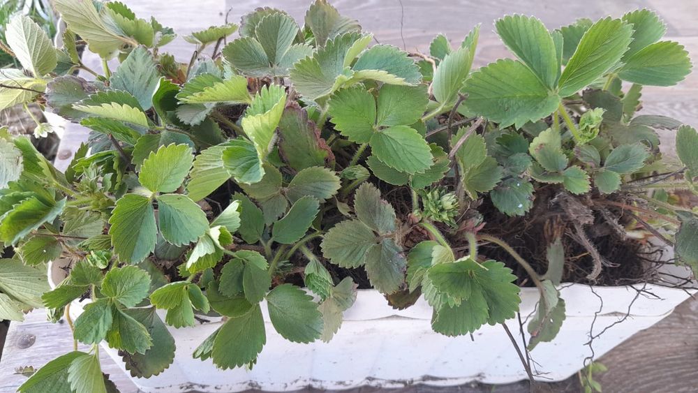 Құлпынай (клубника)сатамын