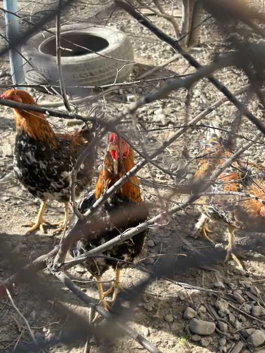 Молодые петушки Жас қораздар