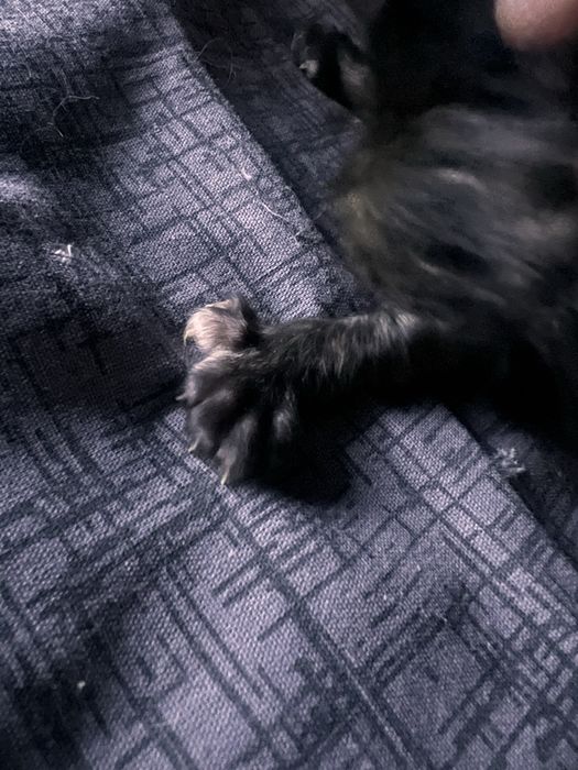 Котенок Мейн кун