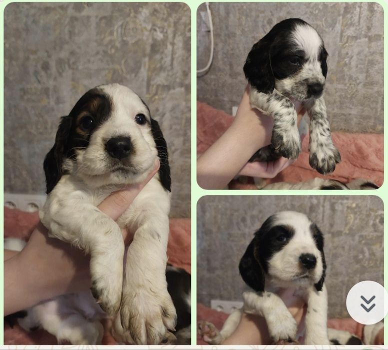 Русский спаниель