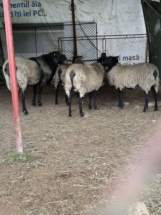 De vanzare !!!Romanov