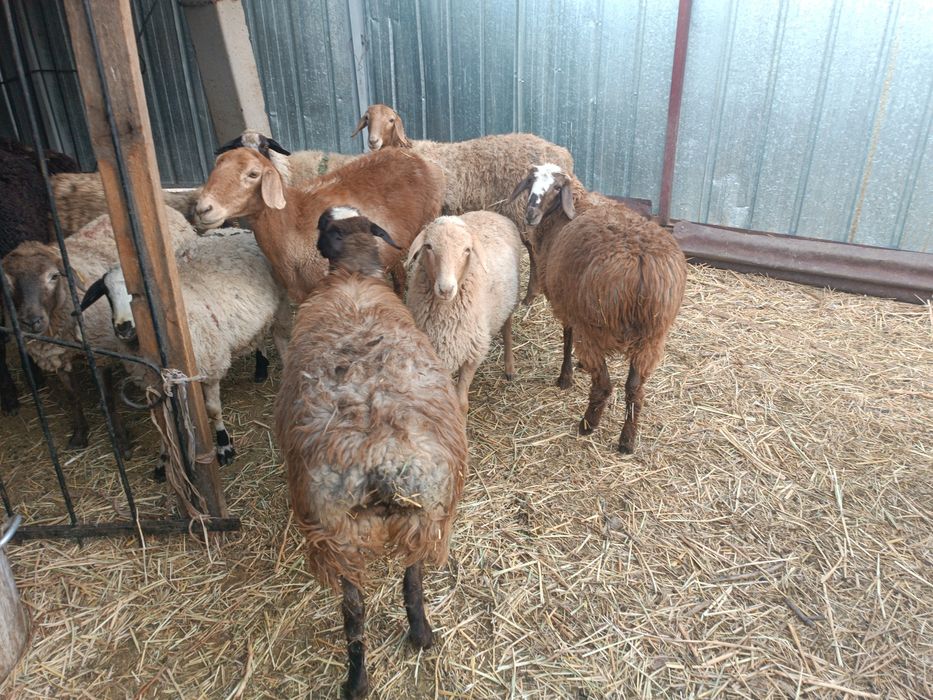 Продам баран, токты