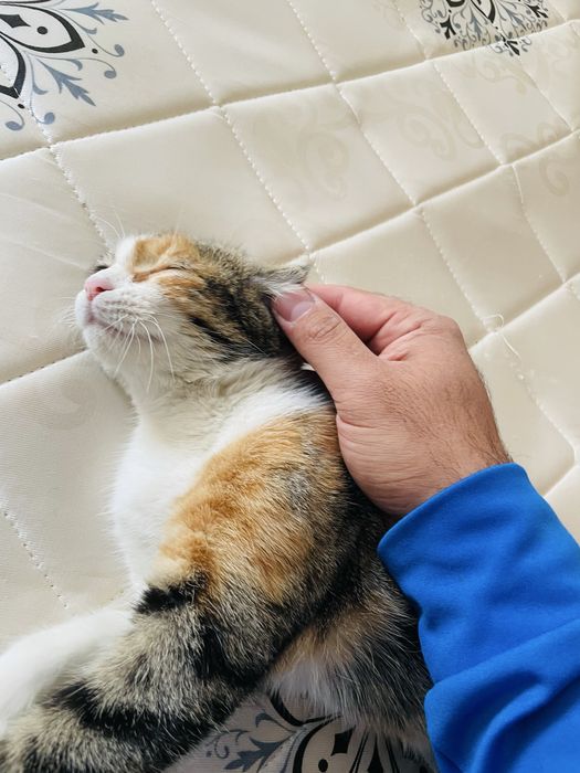 mushuk sotiladi juda yaxshi