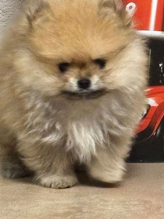 Померанчета - момчета