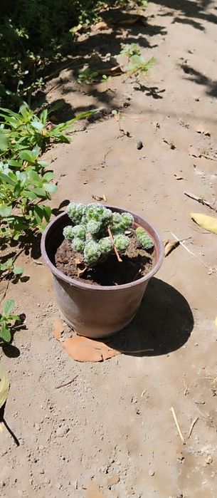 Гуллар нархини калишамиз