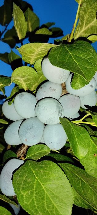 Prune pentru dulceață