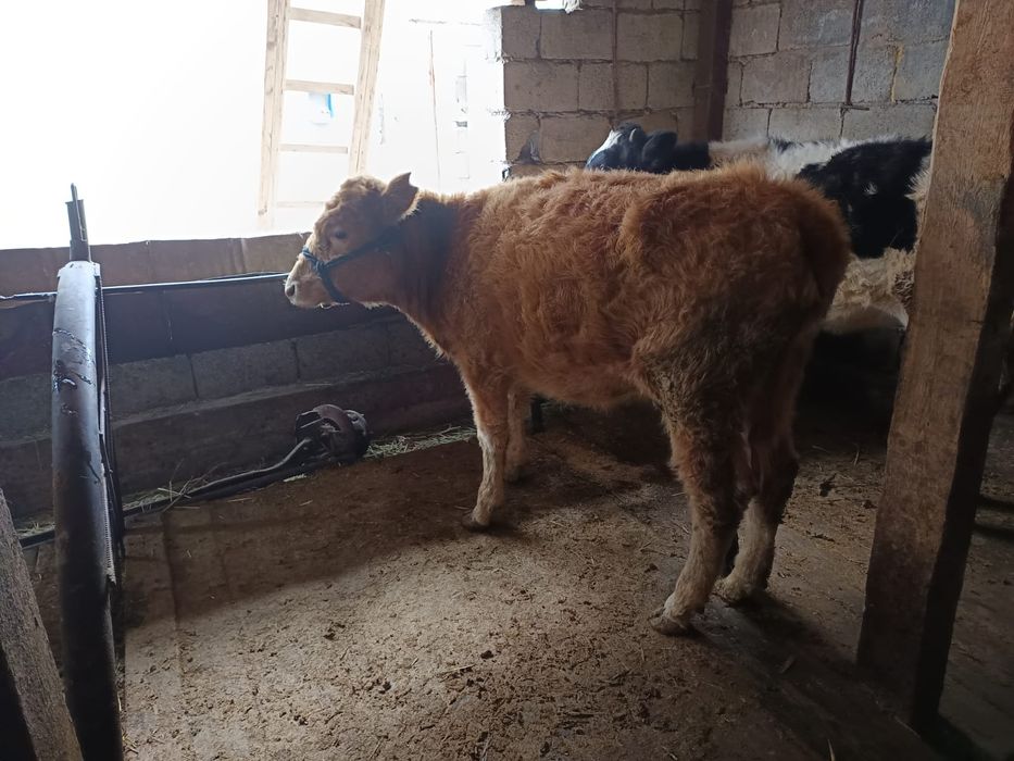 Тана.      Бұзау