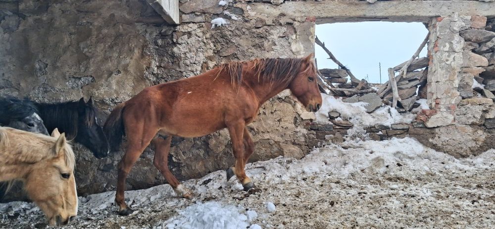 Айғыр 6 жасар только обмен
