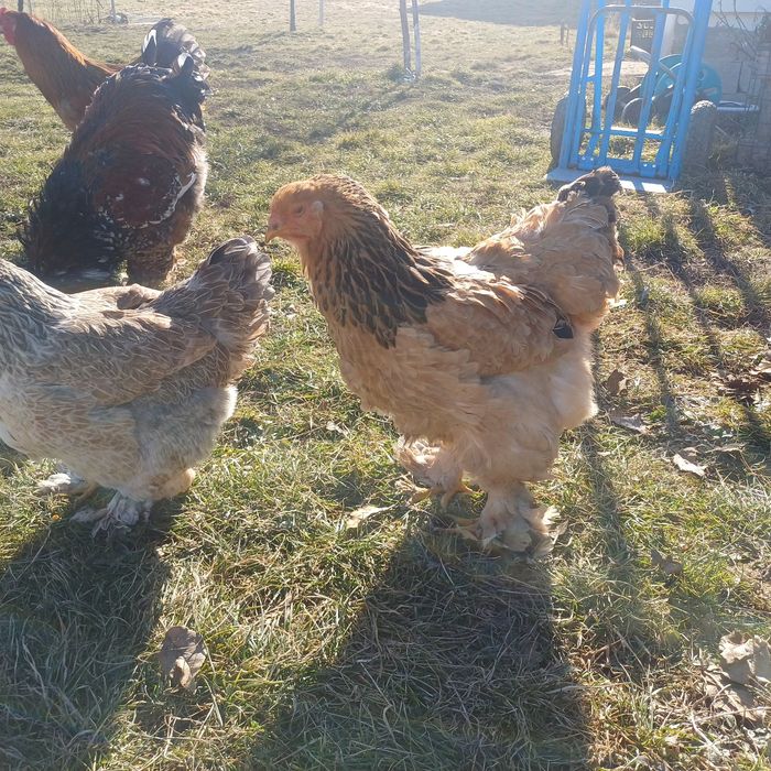 Brahma Oua pentru incubat