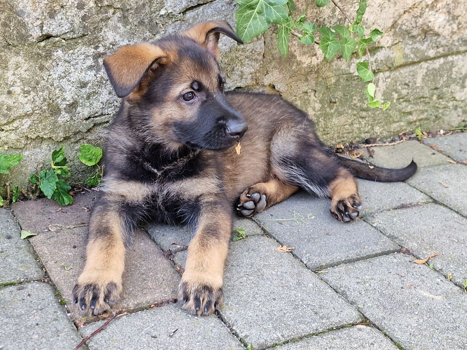 Pui ciobanesc german linia de lucru