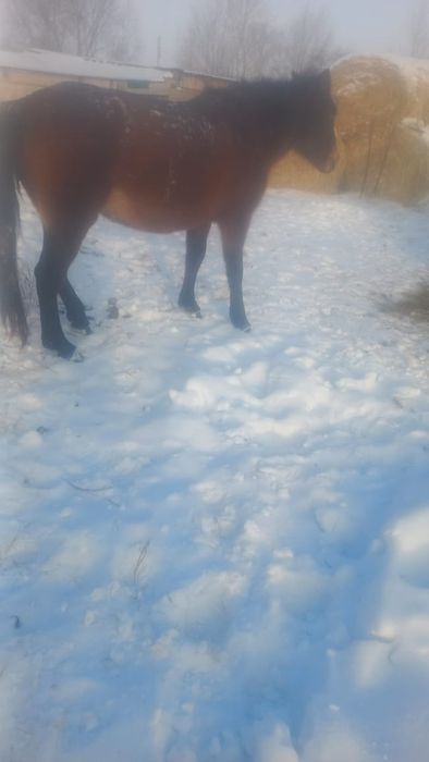 Продаётся кобыла