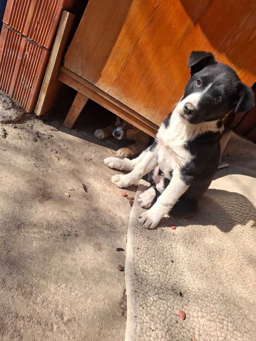 Donez 2 femele  de aproximativ  3 luni