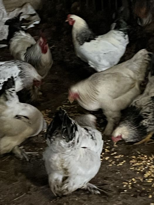 Брама кораздар сатылады