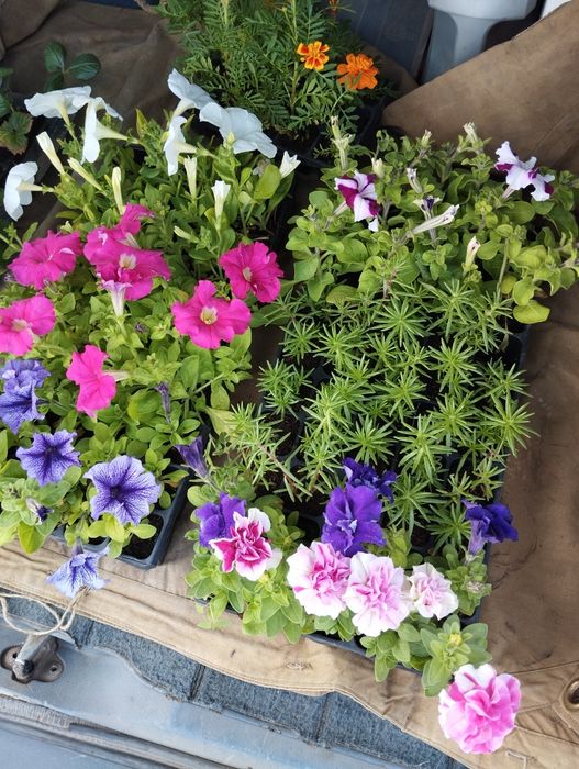 Продам рассаду цветов