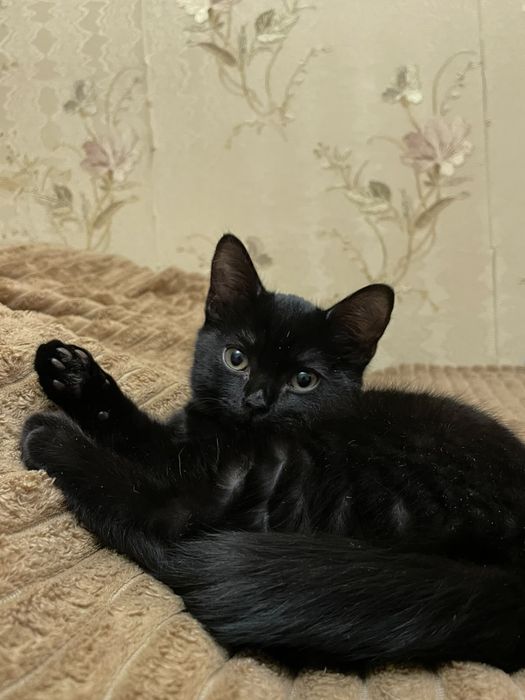 отдам черного котенка мальчика