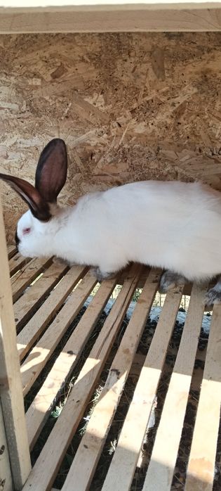 Iepuri uriași de Transilvania