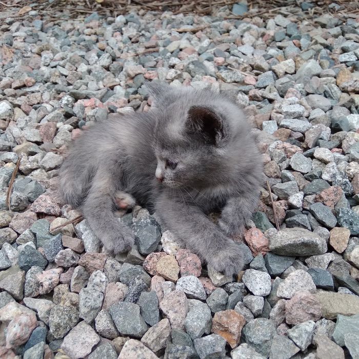 Котенок девочка, в добрые руки