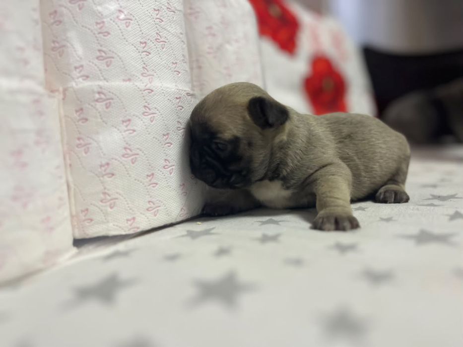 Vand puiut de bulldog francez urget!