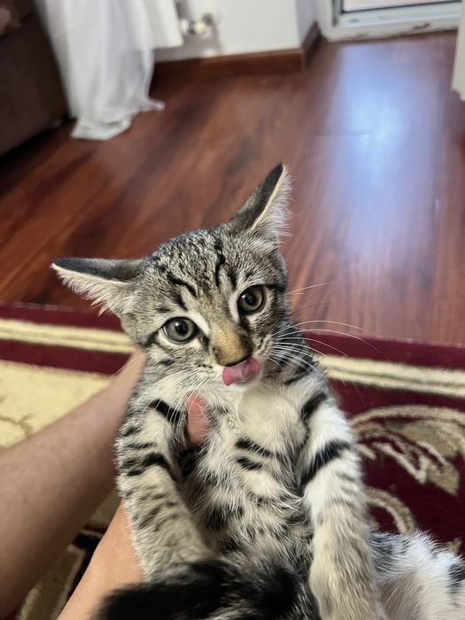 Бенгальский котенок