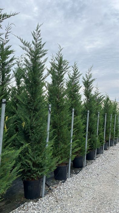 Leylandii chiparos . PEPINIERA FLORESTI ..