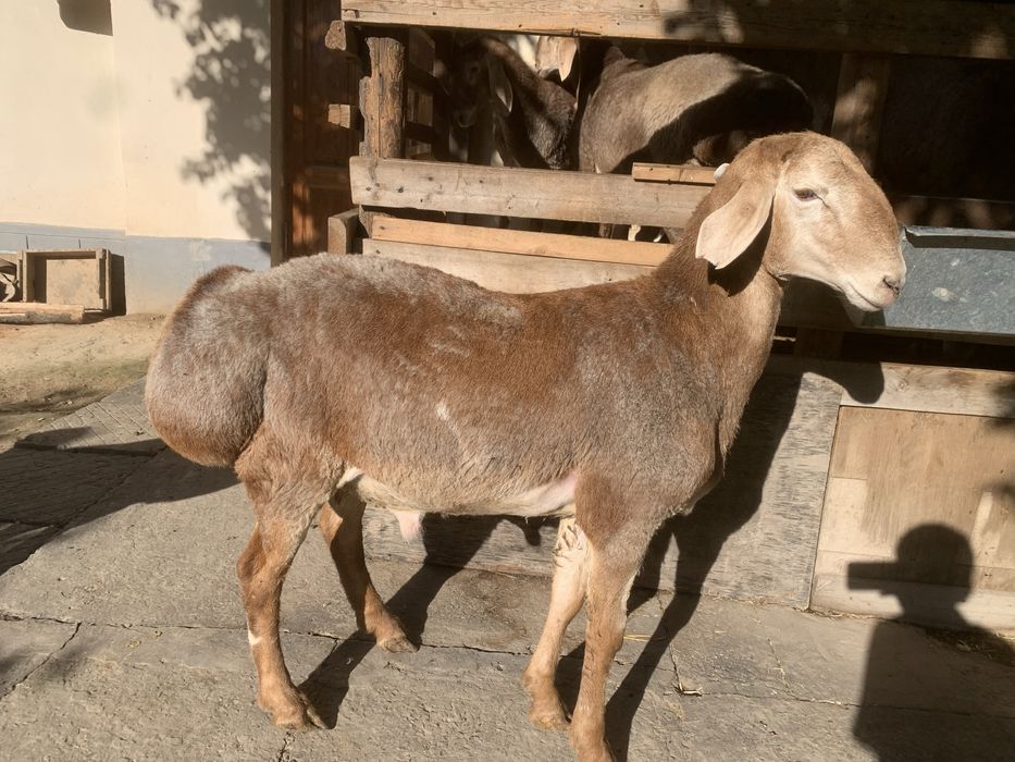 Qirg’iz qo’chqorlari