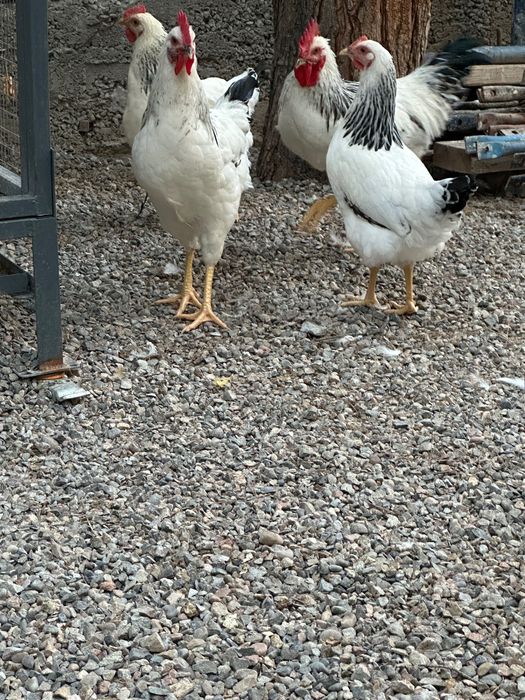 Adler tovuq va xorozlar sotiladi