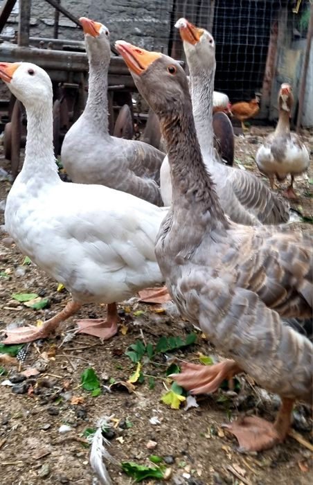 Gâște de un an – sănătoase, crescute natural