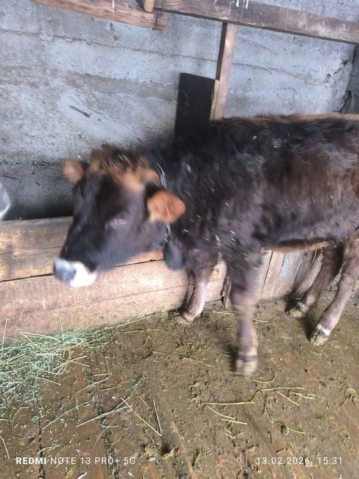 Продам тёлочку алатауская