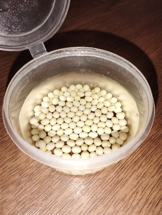 Яйца улиток ахатина 300 сум