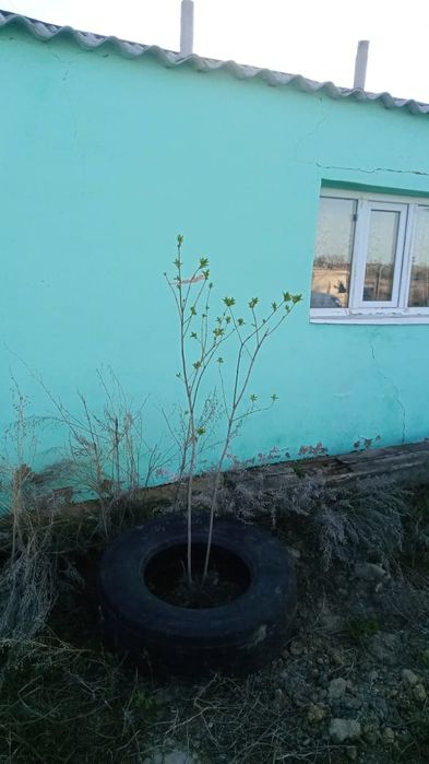 Срочно продаётся Фазенда