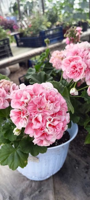 Продам Бегонию Шардоне