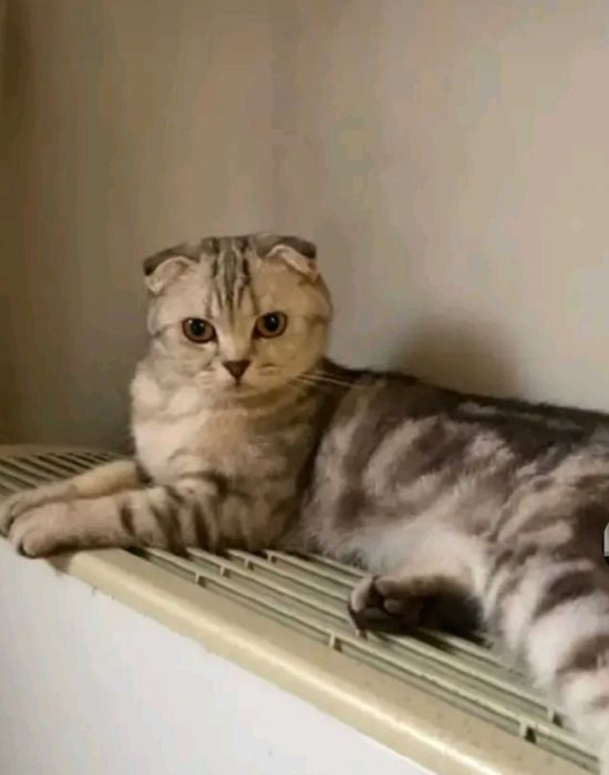 Шотландская вислоухая с родословной