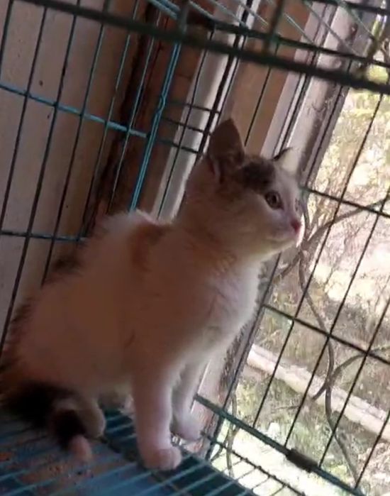 Отдам котёнка в добрые руки