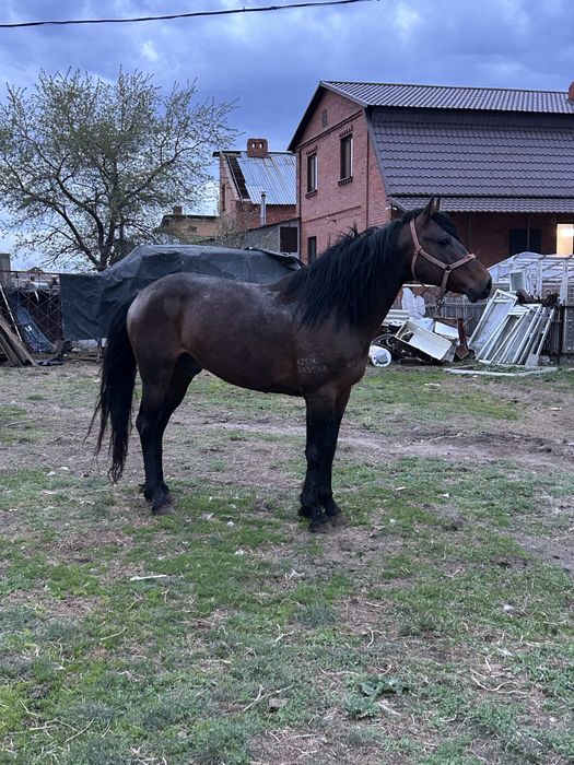 Продам лошадь жеребца(айғыр)