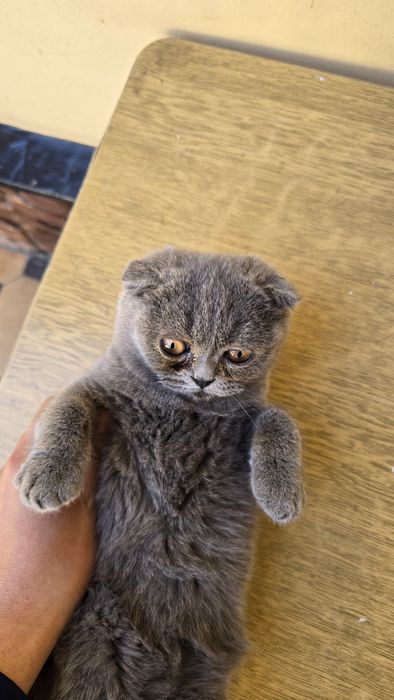 Shotlanskiy shkotish  fold sotiladi ug'il