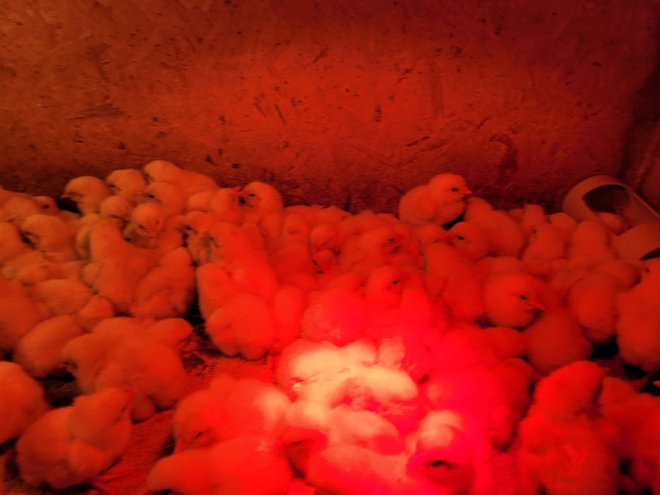 Бройлерные цыплята Росс 308