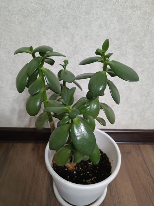 Продаем домашний цветок.