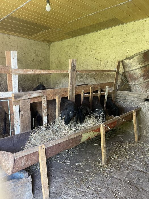 Продаются бараны