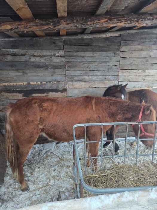 Продам Тай, 2 головы