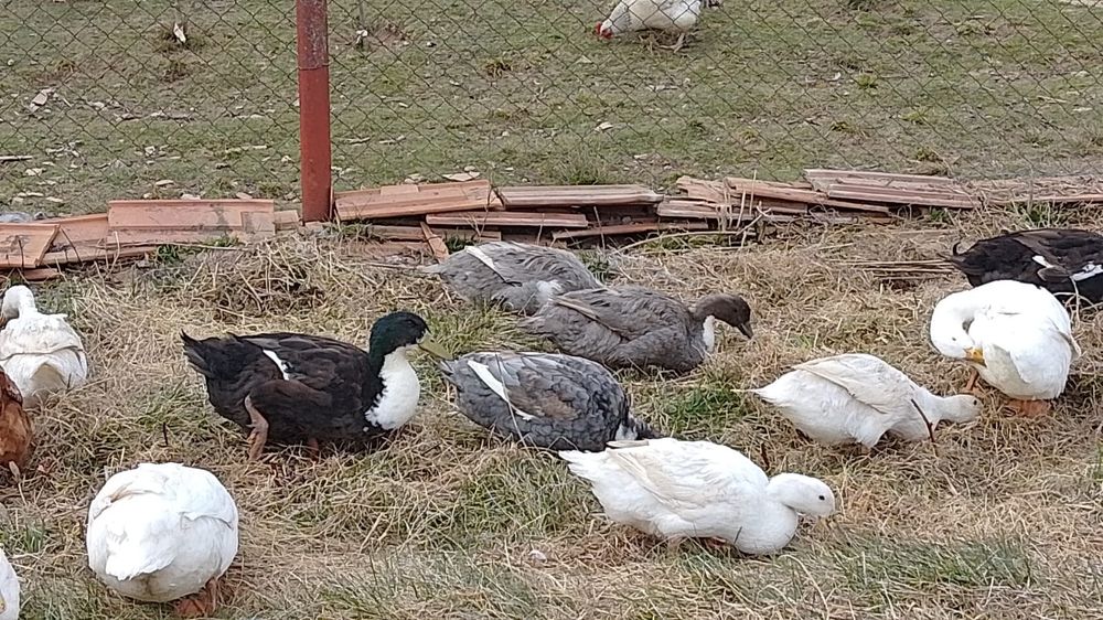 Vând rățoi rasa ouatoare