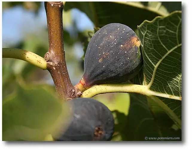 Смокиня  / Разсад Студоустойчиви - Налични 5 сорта