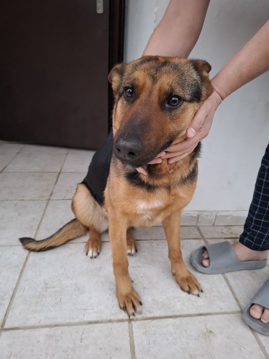 Собака в добрые руки