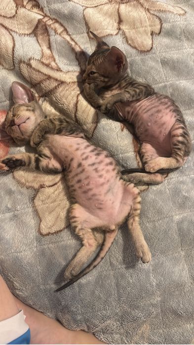 Продам котенка сфинкса , девочка